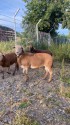 IMG_4951.jpeg