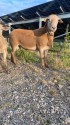 IMG_4949.jpeg