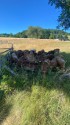 IMG_4891.jpeg