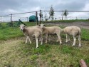 IMG_1064.jpeg