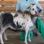 05_Harlequin_Speckled_Persian_Sheep_Australia