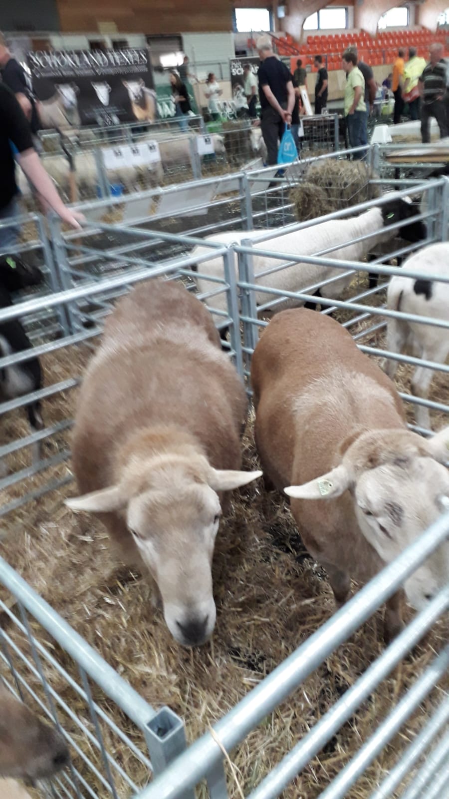 Nolanas in den Niederlanden ein aktueller Statusbericht