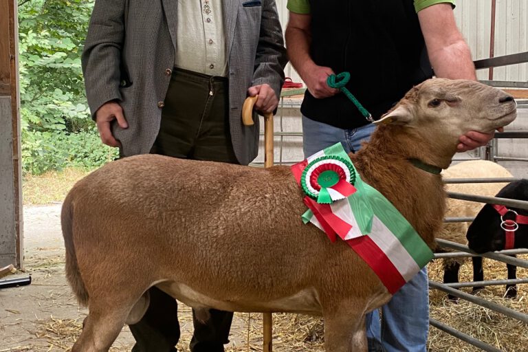 Bundessiegerbock aus dem Sauerland
