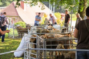 ausgestellte Tiere im Pferch