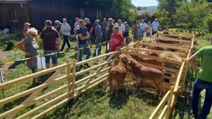 Braune Haarschafe mit Teilnehmern